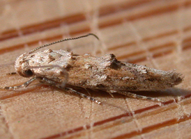 Stella Mompha 